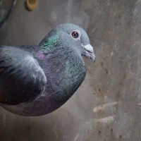 آردن