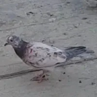 کفتر|پرنده|پاکدشت, پاکدشت (مامازند)|دیوار