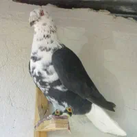سینه سفید