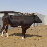 فروش گوساله ماده در لامرد|حیوانات مزرعه|لامرد, |دیوار