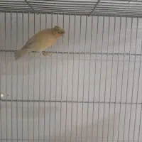 قناری|پرنده|ری, شهید غیوری (ابن باویه)|دیوار