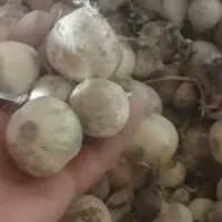 موسیر|گل و گیاه طبیعی|زنده رود, |دیوار