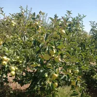 سیب|عمده‌فروشی|زنجان, |دیوار