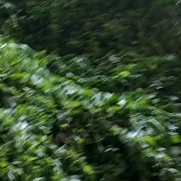 بادرنجبویه(ملیس )برگ تازه