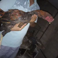 ۳۰ عدد مرغ و خروس لاری و گلین همگی تخمگذار و جوان