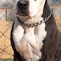 سگ پیتبول وارداتی