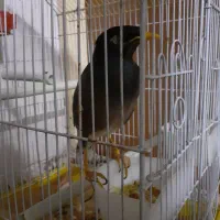 مینا رام سخنگو ۱۰ کلمه|پرنده|محمدیه-قزوین, |دیوار