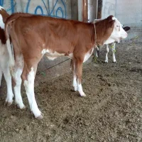 خریداران عزیز تماس بگیرید