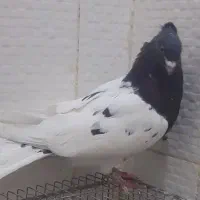 چن عدد پرنده