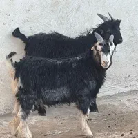 کهره نر ترکی چاق|حیوانات مزرعه|خورموج, |دیوار