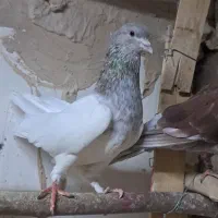 نروماده کل الماسی . سرور