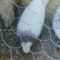 کبوتر طوقی  دوم سیاه و پولکی|پرنده|بیرجند, |دیوار