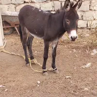 خر جوان|حیوانات مزرعه|گرمی, |دیوار