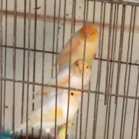 چند تا قناری نر مست|پرنده|برازجان, |دیوار