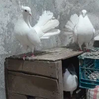 کبوتر دم چتری