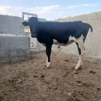 گوساله ماده