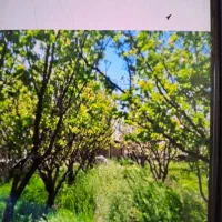 زمین باغ|فروش زمین و ملک کلنگی|مبارکه, |دیوار