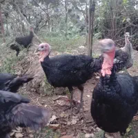 بوقلمون نر و ماده ،زنده|حیوانات مزرعه|تالش, جوکندان|دیوار