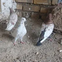 ۱۱ کفتر پرشی میزون