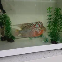 ماهی فلاور کامفا مولتی کالر