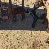 دوعددبره یکی نریکی ماده