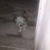 سگ خانگی هر کاری بگی انجام میده