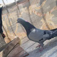 کبوتر اصفهانی