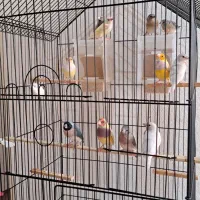 تعدادی فنچ گلدین