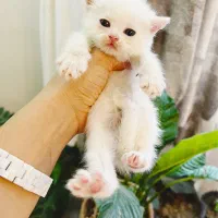 گربه های خرسی