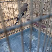 سهره  سرسیاه دورگ سهره کرمونی سهره قناری|پرنده|کوار, |دیوار