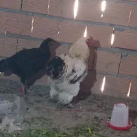 مرغ لاری معاوضه با محلی