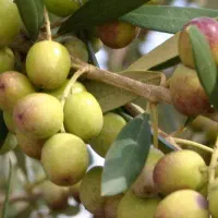 ده نفر خانم زیتون چیدن طارم