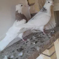 کفتر طوقی|پرنده|مبارکه, |دیوار