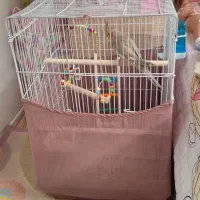 عروس هلندی ۶ ماهه نر