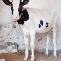گاو با گوساله ماده بزرگ ۱۰کیلو شیر شادگان|حیوانات مزرعه|آبادان, |دیوار