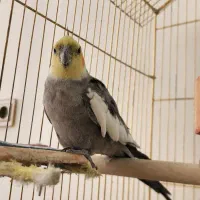 عروس هلندی سخن گو