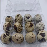 تخم بلدرچین تازه و نطفه دار و خوراکی