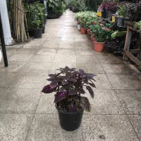 گل و گیاه آپارتمانی حسن یوسف|گل و گیاه طبیعی|تهران, عبدلآباد|دیوار