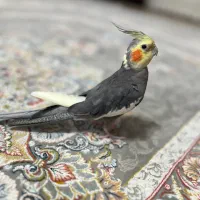 عروس هلندی گمشده|حیوانات|ماسال, |دیوار