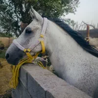 اسب کرد|اسب و تجهیزات اسب‌سواری|خواف, |دیوار
