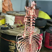 ذبح گاو گوسفند گوساله حرفه ای سلاخ سلاخی قصاب|خدمات پذیرایی، مراسم|زنجان, |دیوار