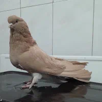 کبوتر ماده