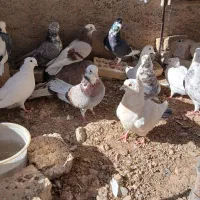 کبوتر تهرانی معاوضه با بوق 1011