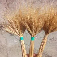 گل گندم|گل و گیاه طبیعی|رشت, چله خانه|دیوار