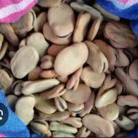 باقله خشک