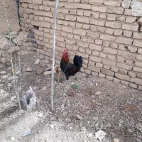 فروش خروس محلی