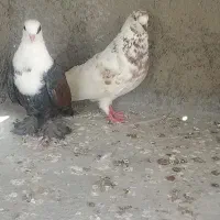 کبوتر|پرنده|گرگان, |دیوار