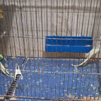 عروس هلندی مولد و فنچ|پرنده|گلبهار, شهر جدید گلبهار|دیوار