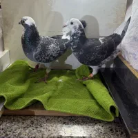 پلنگ سبز خوشگل|پرنده|عطاملک, |دیوار