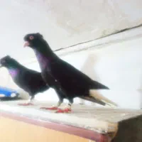 زاغ دم سفید درشت